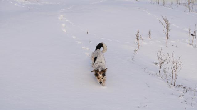 Пожарникар от Юта спаси куче от замръзнало езеро (ВИДЕО)