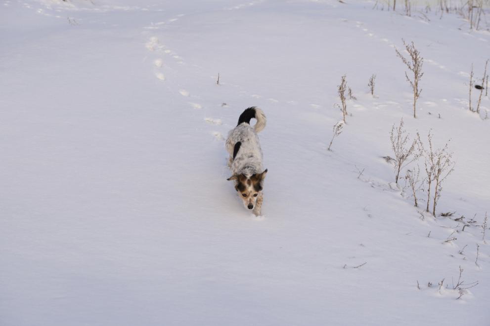 Необичайна спасителна операция се проведе в американския щат Юта. Пожарникар