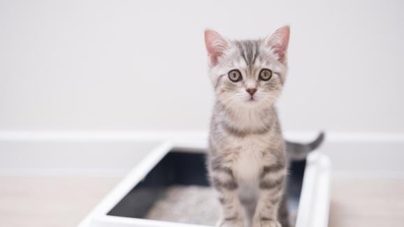 Как котките „просто знаят“ как да използват тоалетната си?