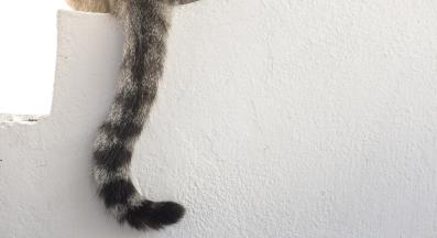 домашна котка