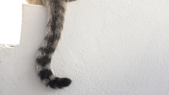 Защо котките махат с опашки?