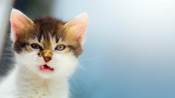 9 фини знака, че котката ви е раздразнена