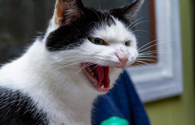 ядосана котка