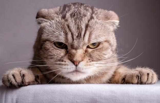 ядосана котка