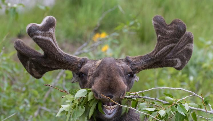 лос - ХОРОСКОП: Какво се крие под рогата на Тъмния лос
