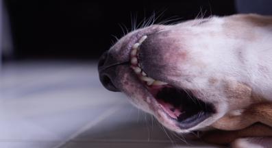 куче мустаци