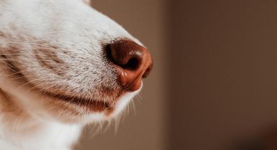 куче мустаци