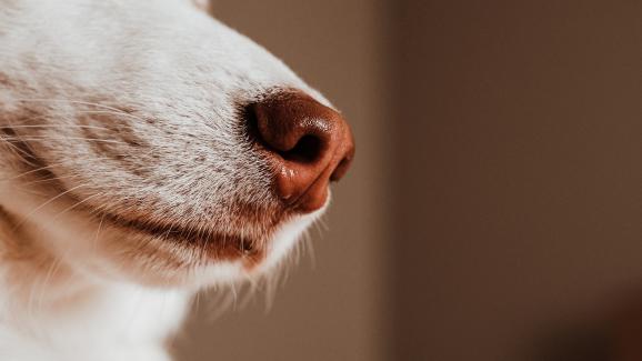 5 важни функции на мустаците при кучетата