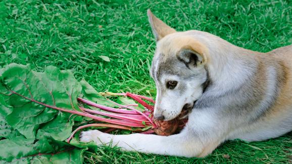 Зеленчуците, които е по-добре да не споделяте с кучето си