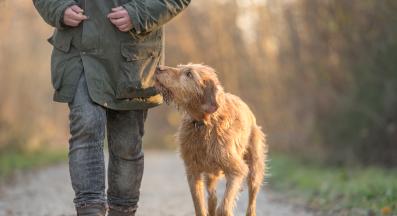 възрастно куче