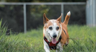 възрастно куче