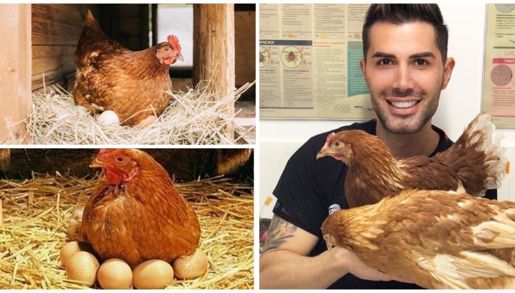 кокошки - ТАЙНИ ОТ КУРНИКА: Защо кокошките спират да снасят яйца през зимата