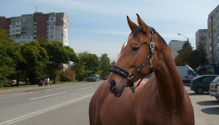 кон - НАПУК НА ГРАДСКИЯ ТРАНСПОРТ: Столичани изкараха конете! (ВИДЕО)
