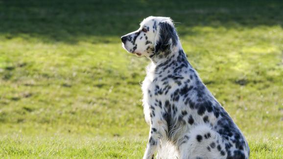5 възможни причини защо кучето ви не лае