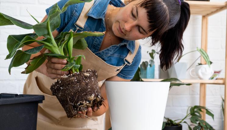 банан - Агро Телеграф: Садим банан в саксия при първото затопляне