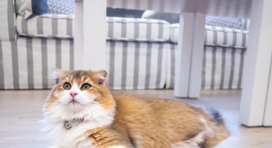 домашна котка