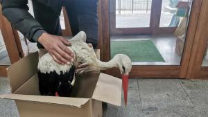 Спасиха измръзнал бял щъркел в село Писарево община Горна Оряховица