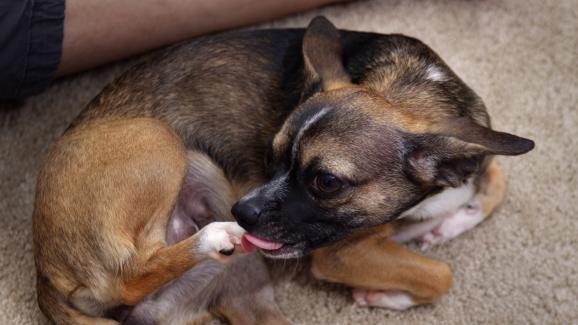 6 възможни причини защо кучето ви дъвче лапите си