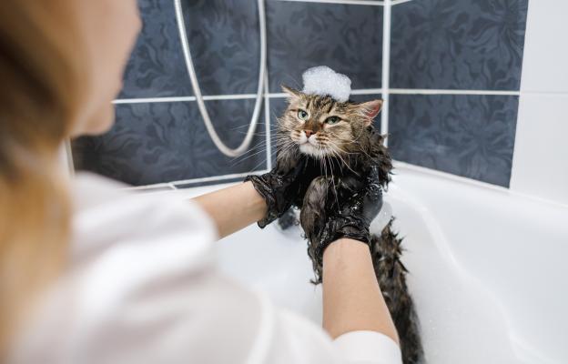 котка баня