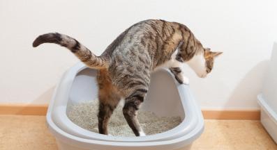 котка и котешка тоалетна