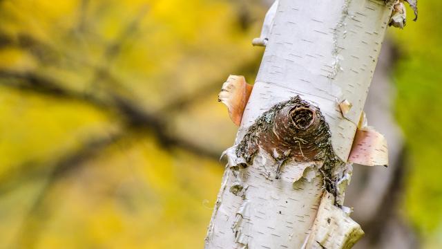 Праисторическа „дъвка“ разкрива орални заболявания през каменната ера