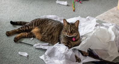 котка у дома