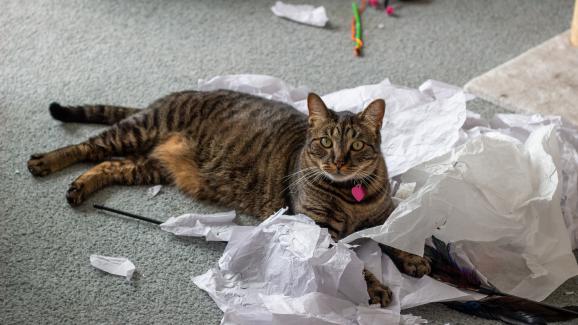 котка у дома