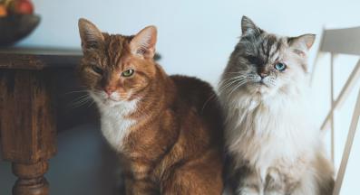 две котки се бият