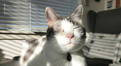 котка на слънце