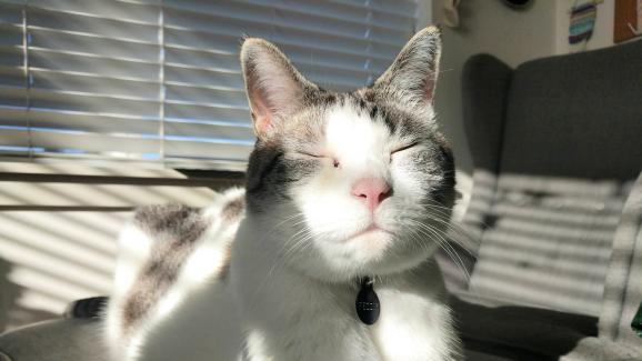 Защо котките толкова обичат да си правят слънчеви бани?