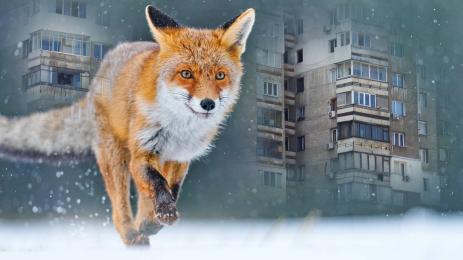 лисица квартал