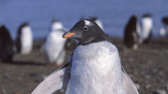 Нелетящите птици – еволюционен парадокс или съвършена адаптация
