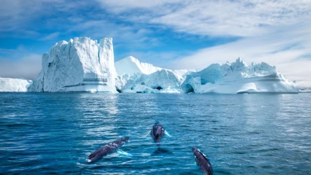 Гигантски вируси са открити в гренландската ледена покривка