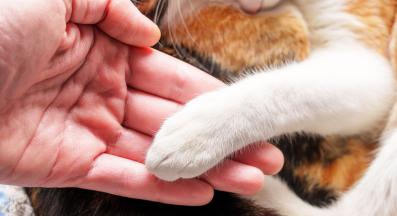 котка и стопанка