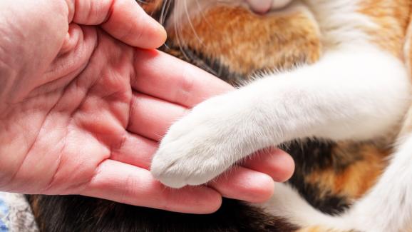 5 начина на котката да ви успокои, когато сте тъжни