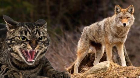 котка койот