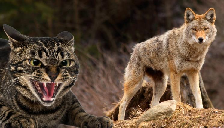 котка койот - НЕВЕРОЯТНО, НО ФАКТ: Домашна котка спаси куче от койоти!