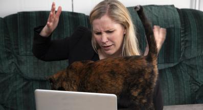 домашна котка