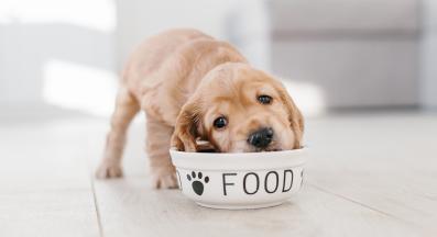 кученце храна