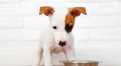 кученце храна