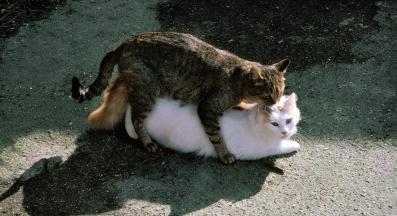 котки се чифтосват