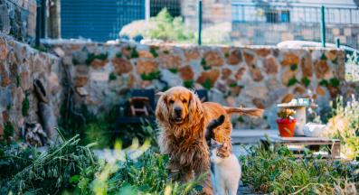 куче и котка