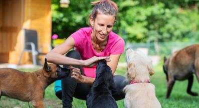 куче дресура