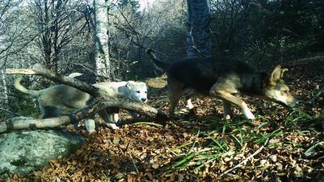 бездомни кучета витоша