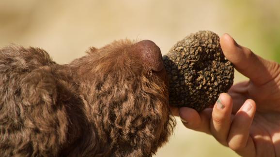 10 породи кучета за лов на трюфели