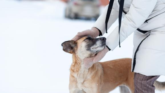 Зимна грижа за кожата на кучетата