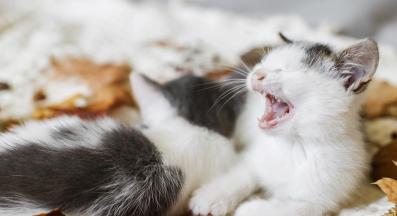 малки котенца