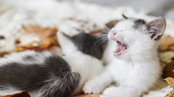 Майките котки дисциплинират ли котенцата си?
