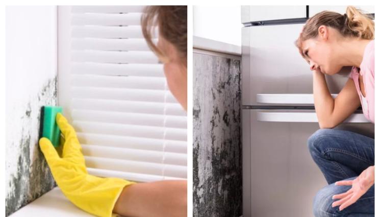 чистене на влага - ПОЛЕЗНИ СЪВЕТИ: Оцет бори влагата у дома, използвайте гъба и предпазни ръкавици!