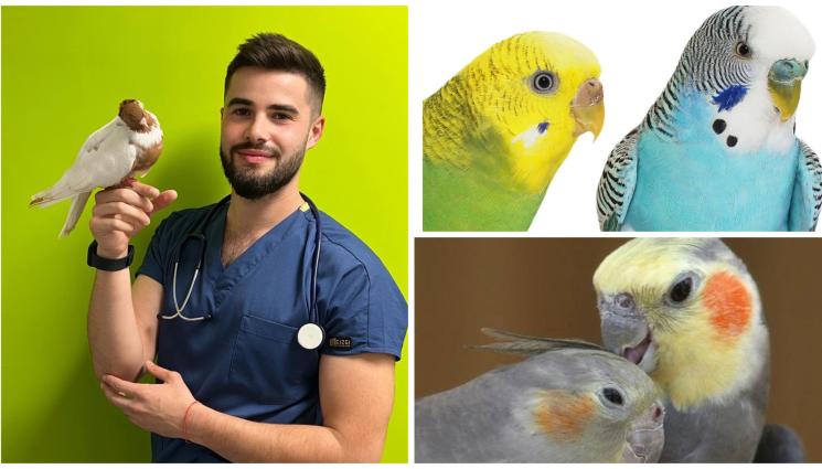 папагали - ХИРУРГИЧНО ИЛИ КРЪВНО: Как се разбира пола при папагалите?!